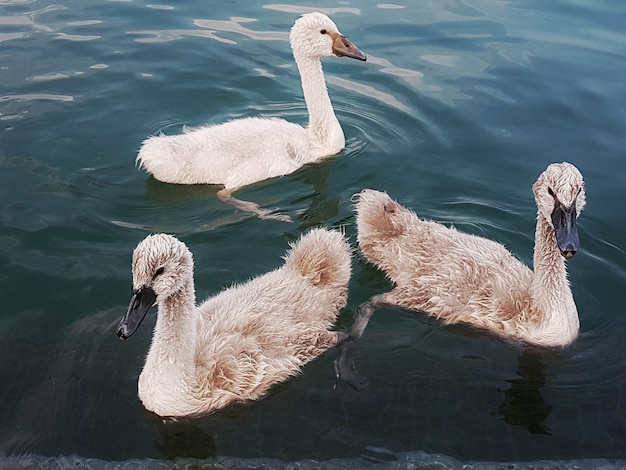 Cigno con bambini sul lago d'iseo