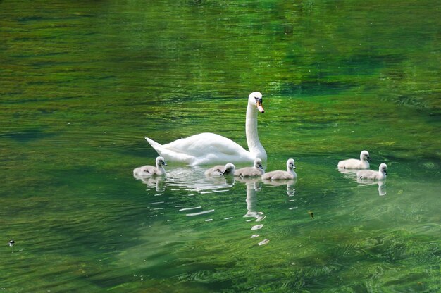 Cigno con cygnets su un lago