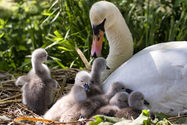 Cigno con i suoi cuccioli sullo stagno in estate.