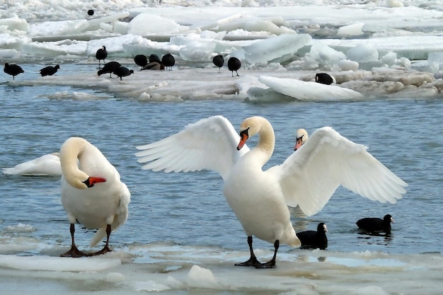 Cigno con le ali aperte in piedi sulla sponda innevata del fiume con altri cigni e uccelli in inverno