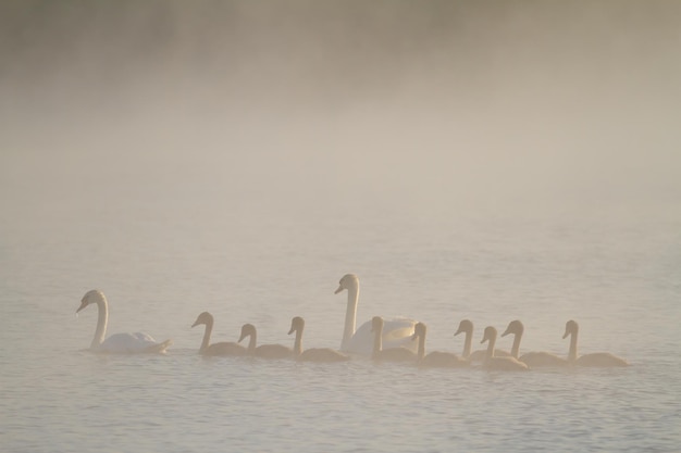 Cigno Cygnus olor Al mattino presto una famiglia di cigni galleggia sul fiume nella nebbia