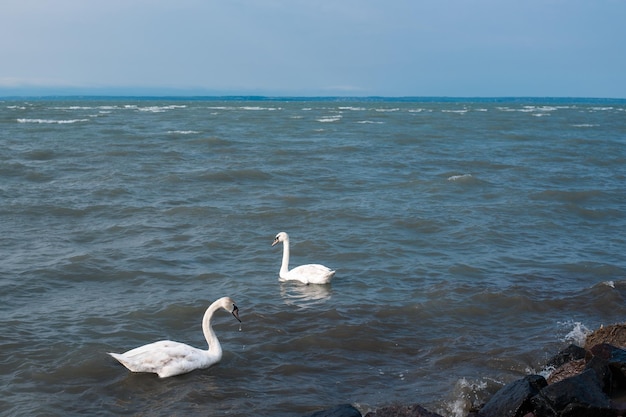 Cigno Cygnus olor che allunga le sue ali su un lago Balaton