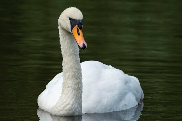 cigno Cygnus olor Malaga Spagna