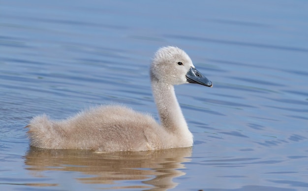 Cigno Cygnus olor Pulcino che galleggia sul fiume vicino alla riva