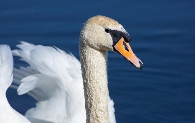 Cigno Cygnus olor Un uccello sta galleggiando sul fiume Modello elegante dell'acqua blu del mattino soleggiato