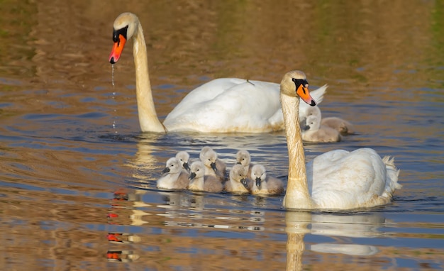 Cigno Cygnus olor Una famiglia di uccelli galleggia sul fiume genitori e dieci pulcini