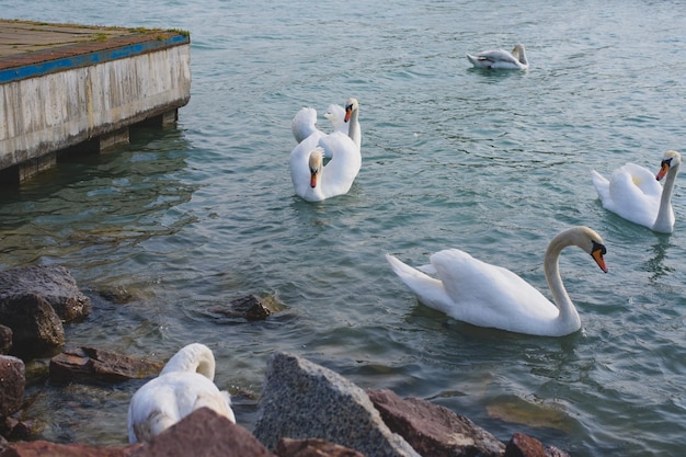 Cigno Cygnus su un lago Balaton