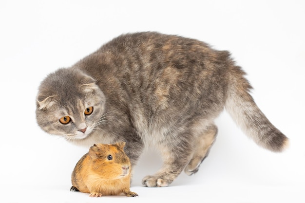 Cigno d'India e grande gatto grigio su sfondo bianco