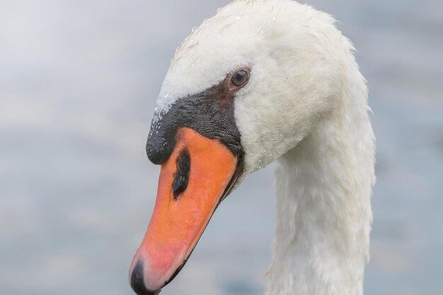 Cigno da vicino, Ritratto di cigno, Cygnus