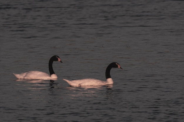 Cigno dal collo nero nuotare in una laguna La Pampa Provincia Patagonia Argentina