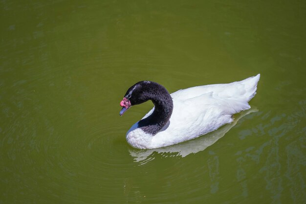 Cigno dal collo nero o Cygnus melancoryphus noto anche come cigno dal collo nero, ha testa e collo neri, corpo bianco. Animali selvaggi