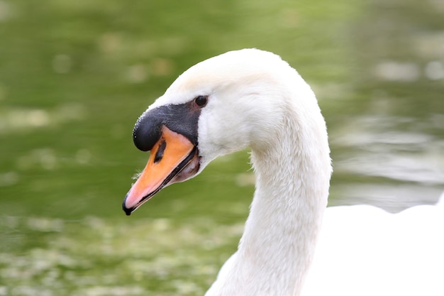 Cigno di bellezza