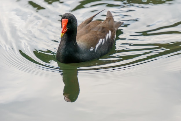 Cigno di nuoto. Acqua blu e fondo giallo dell'erba. Cigno reale Cygnus olor