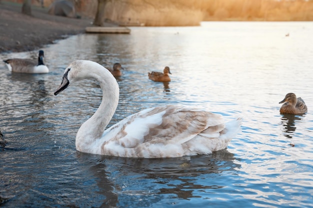 Cigno e anatre adolescenti che nuotano sul lago nella bella giornata primaverile