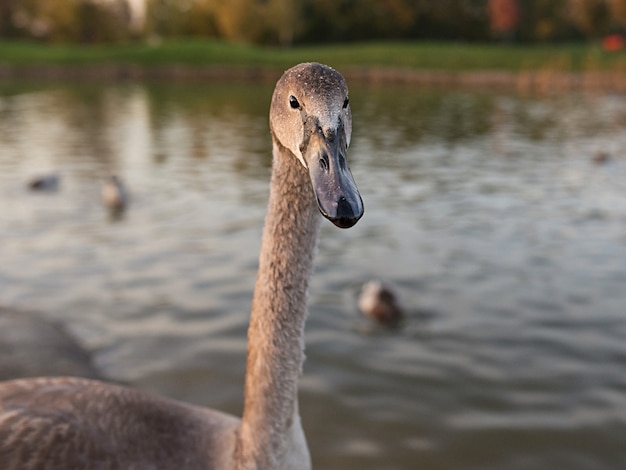 cigno e anatre sul lago