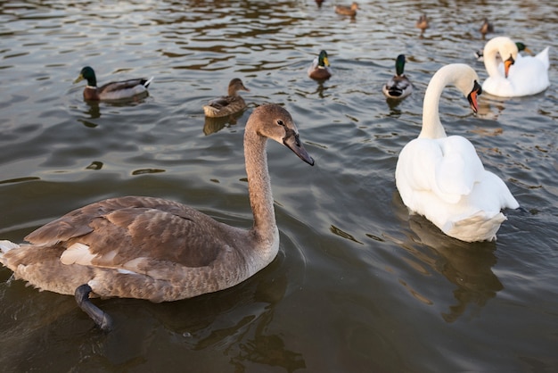 cigno e anatre sul lago