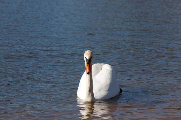 Cigno in primavera, bellissimi uccelli acquatici Cigno sul lago in primavera, lago o fiume con un cigno, primo piano