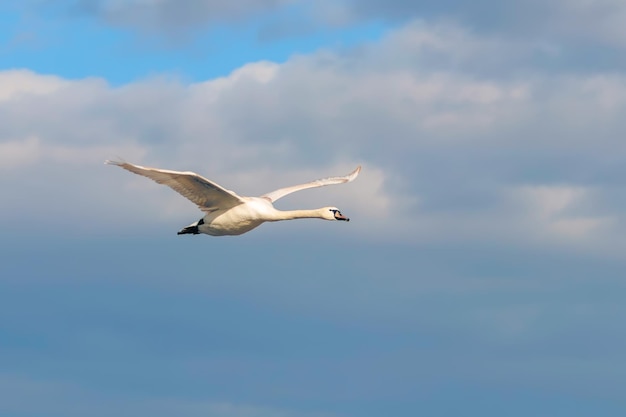 Cigno in volo cielo blu (Cygnus olor)