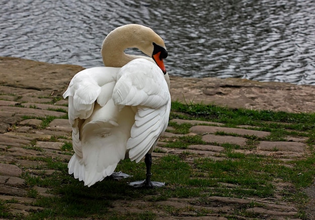 Cigno maschio che pattuglia il canale vicino al suo sito di nidificazione