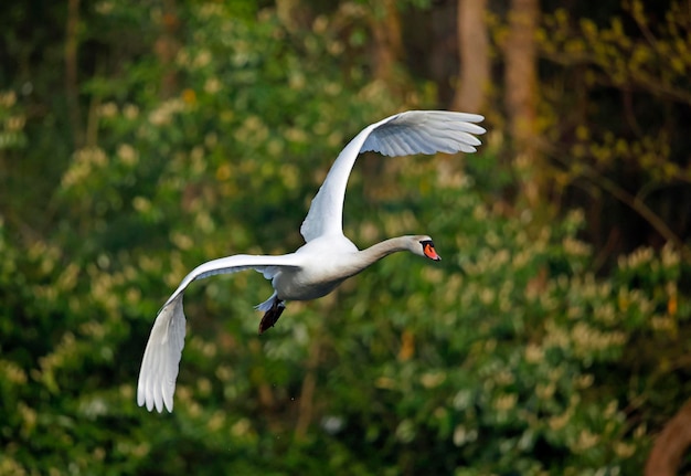 Cigno maschio giù al lago