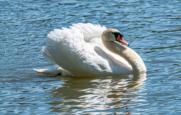 cigno maschio in mostra sull'acqua