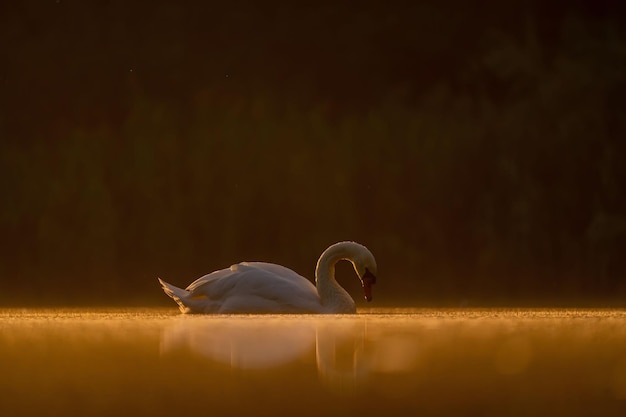 Cigno muto che nuota sull'acqua al tramonto bellissimo paesaggio arancione foto della fauna selvatica