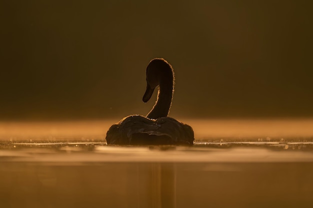 Cigno muto che nuota sull'acqua al tramonto bellissimo paesaggio arancione foto della fauna selvatica