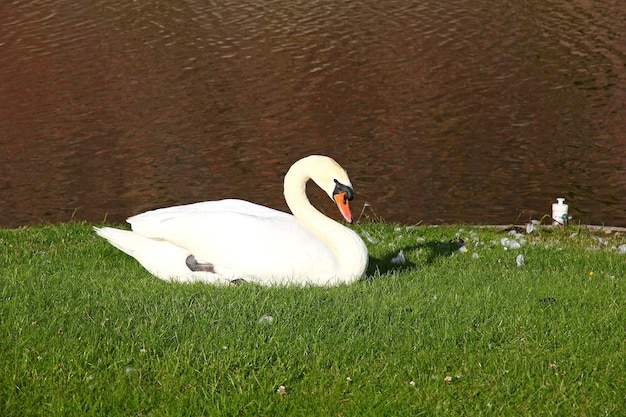 Cigno nel castello di Kronborg Danimarca Mare del Nord