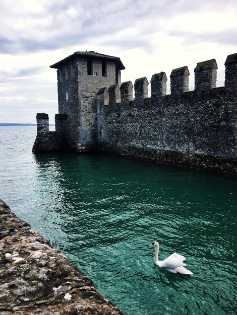 Cigno nel lago al Lago di Garda