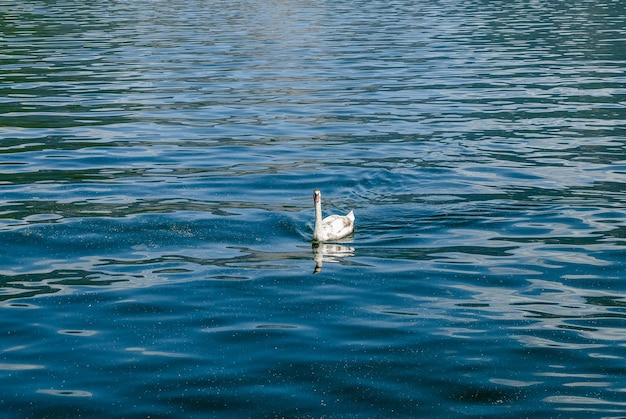 Cigno nel lago di Hallstatt Austria