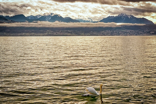 Cigno nel lago Geveva vicino a Losanna in inverno