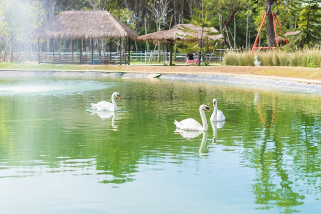 Cigno nell&#39;acqua