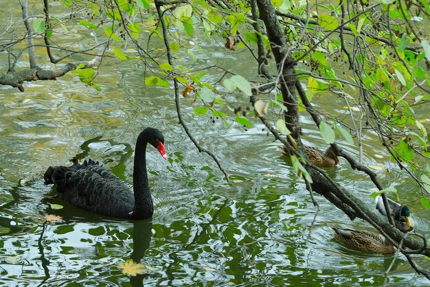 Cigno nero che galleggia nello stagno di un giorno di autunno