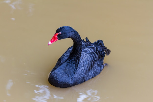 cigno nero che nuota in una piscina