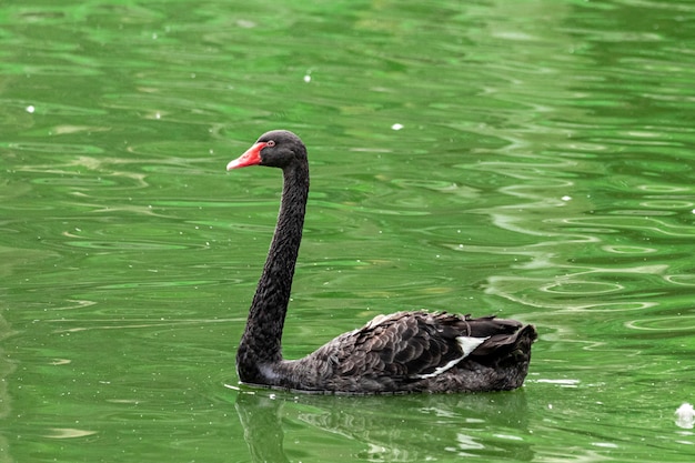 Cigno nero che nuota tranquillamente attraverso le calme acque del lago.