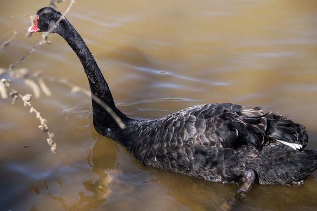 Cigno nero fotografato di spalle