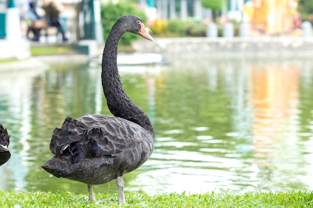 Cigno nero in piedi sull&#39;erba al fiume