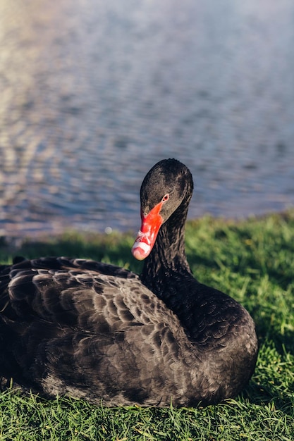 Cigno nero in un lago nebbioso all'alba