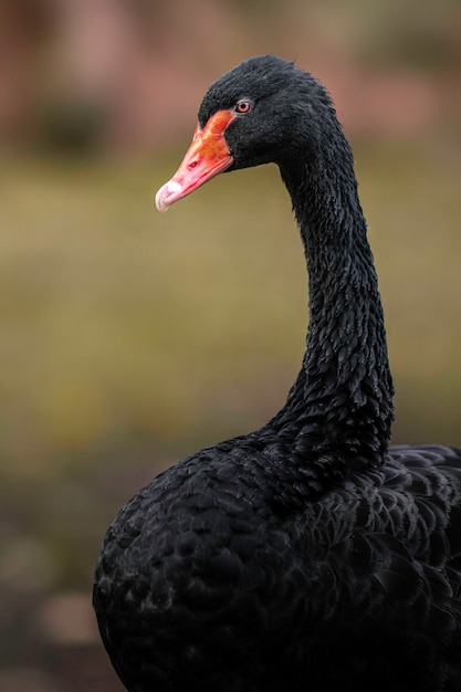 cigno nero