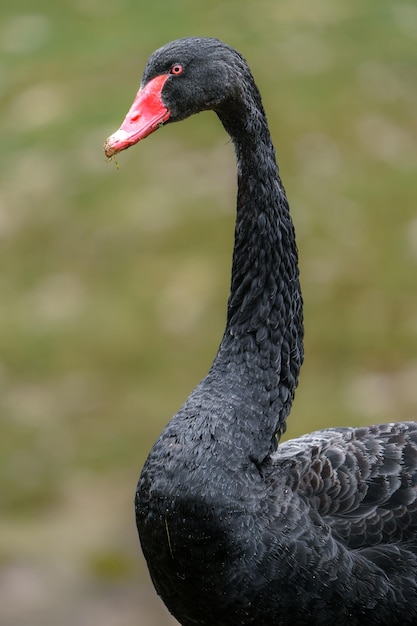 cigno nero