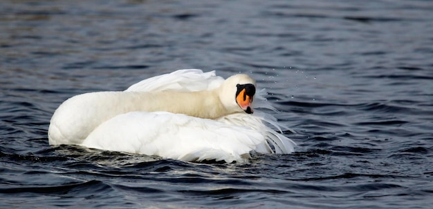 Cigno pavoneggiandosi su un lago