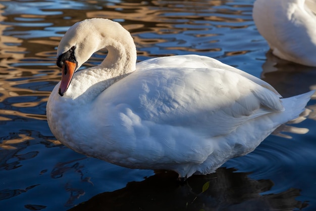 Cigno reale adulto sul fiume Great Ouse