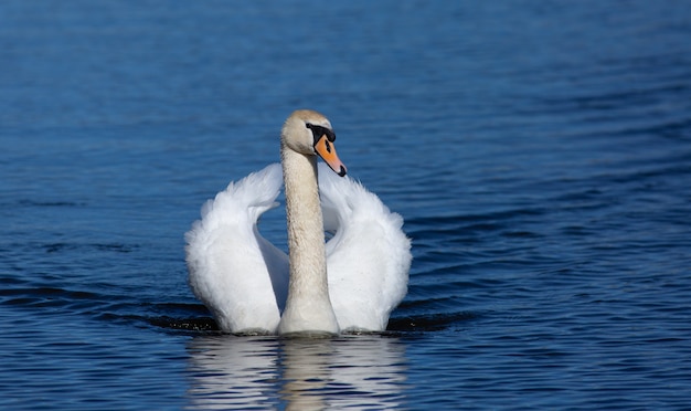 Cigno reale che galleggia sul fiume