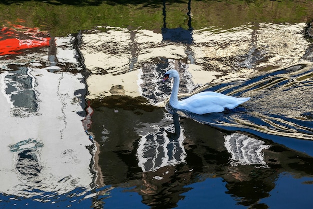 Cigno reale che nuota lungo il vecchio fiume Nene