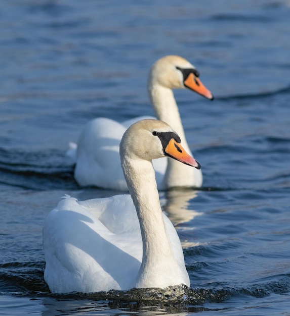 Cigno reale Cygnus olor Due bellissimi uccelli che galleggiano su un fiume