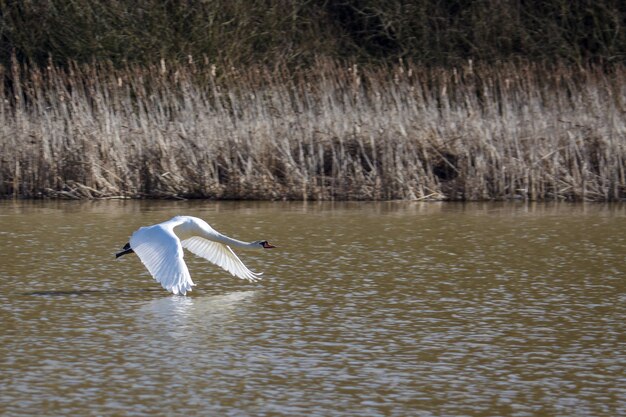 Cigno reale cygnus olor in decollo