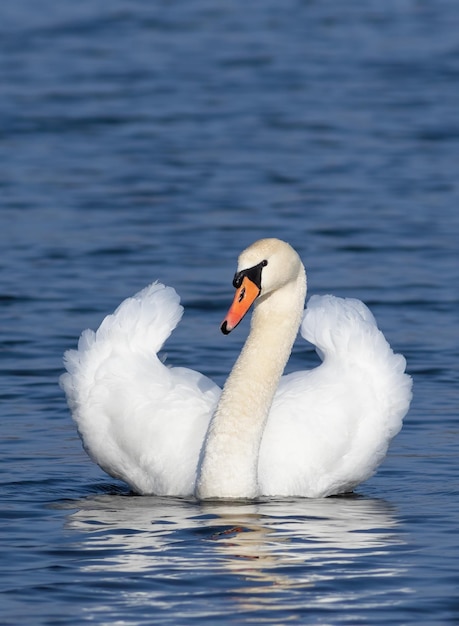 Cigno reale Cygnus olor Uno splendido maschio galleggia lungo il fiume