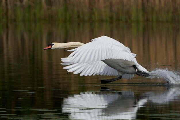 cigno reale Cygnus olor