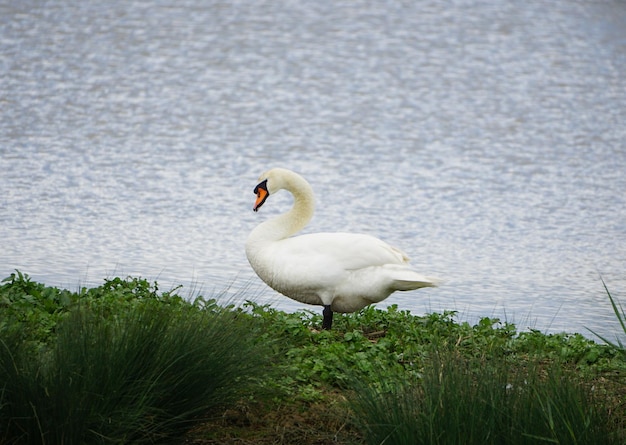 Cigno reale sulle paludi