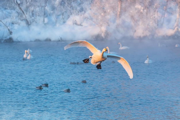 Cigno selvatico bianco che sorvola il lago invernale non gelido. Altai, Russia.